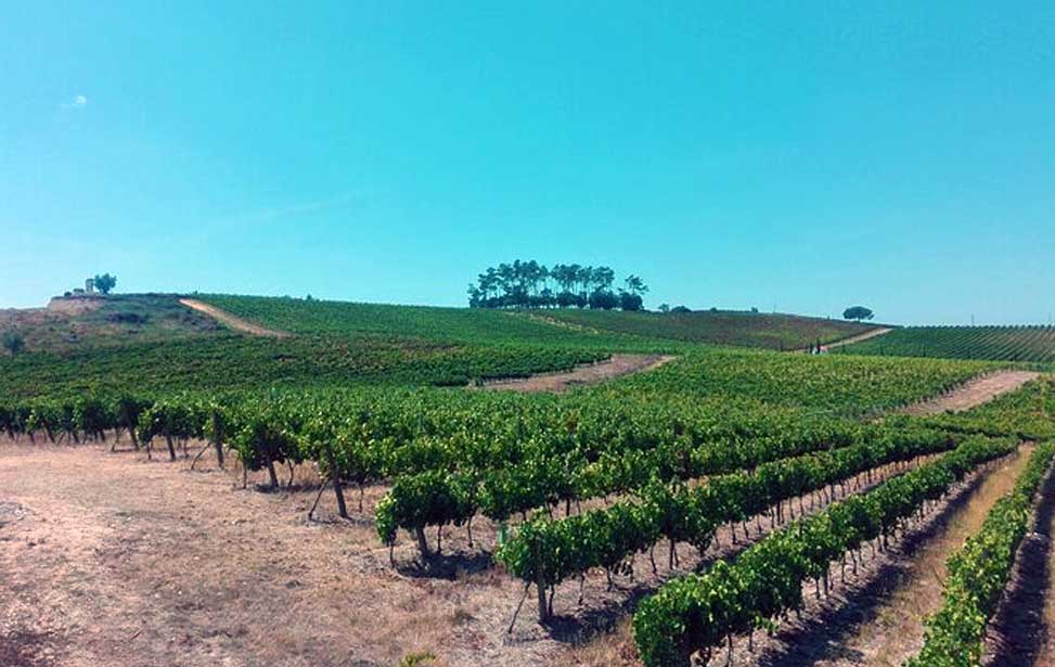 Buçaco Forest and Bairrada Winery Route