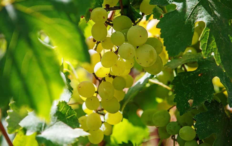 VINHO VERDE - Loureiro