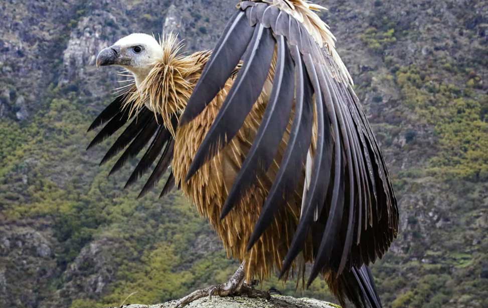 Parque Natural do Douro Internacional Wildlife