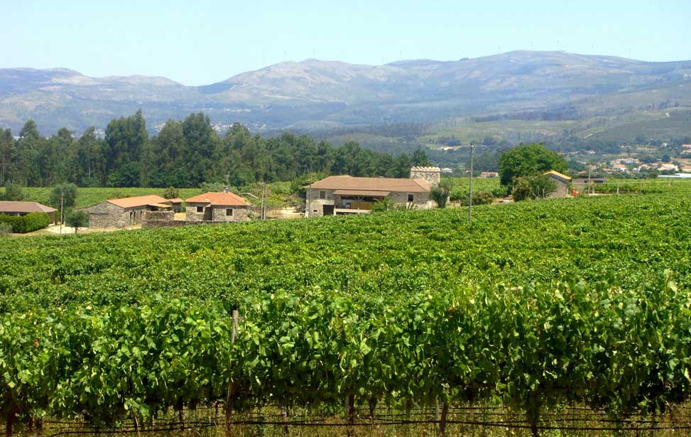 Quinta Edmun do Val Vineyard