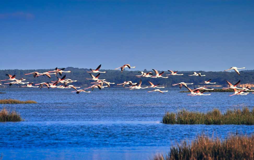 Reserva Natural do Estuário do Sado