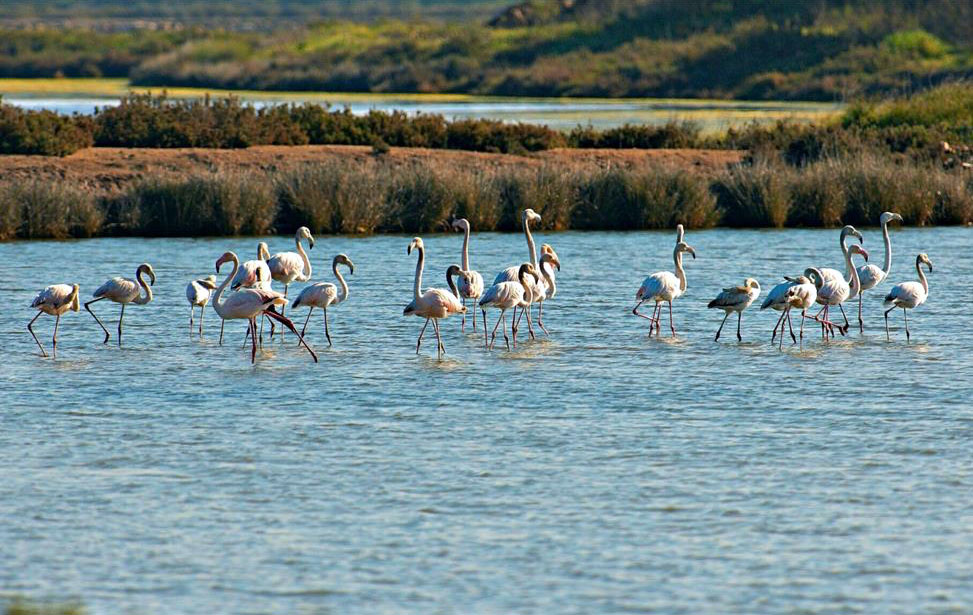 Reserva Natural do Sapal