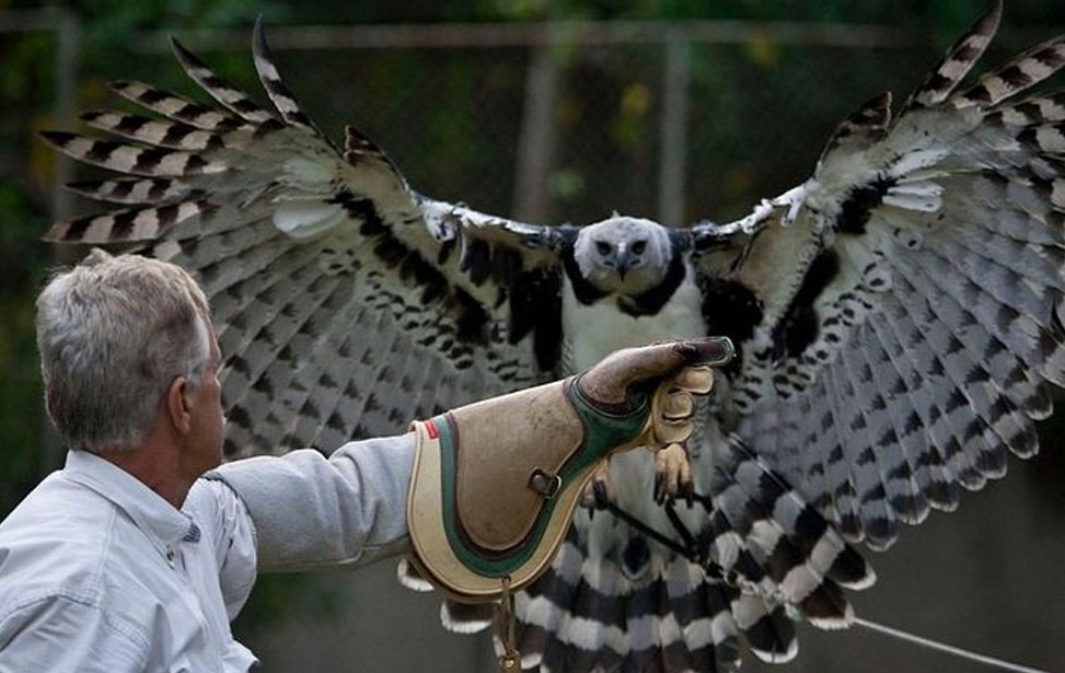 Private tour in Ribatejo with Falcon watch, lunch and typical villages