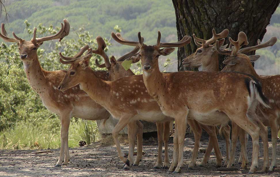 Tapada Nacional de Mafra